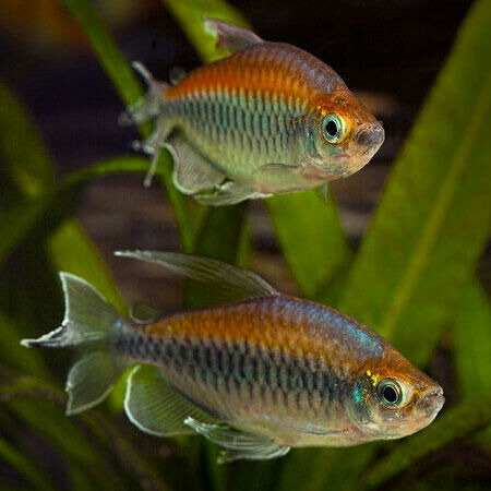 Imagem do Tetra do Congo